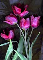 five tulips.1024
